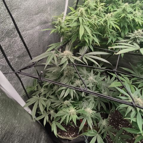 Lemon Cherry Gelato #2 growlog timeline photo