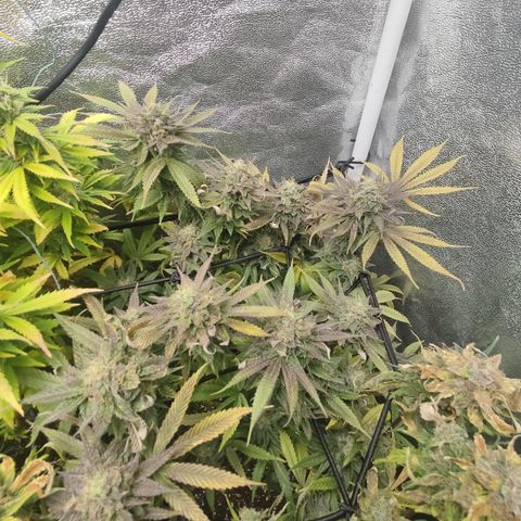 Lemon Cherry Gelato #1 growlog timeline photo