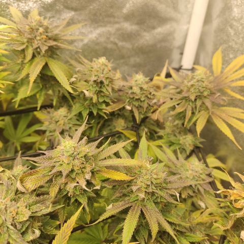 Lemon Cherry Gelato #1 growlog timeline photo