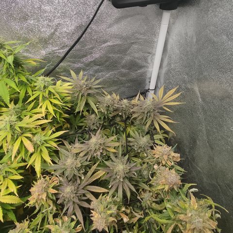 Lemon Cherry Gelato #1 growlog timeline photo
