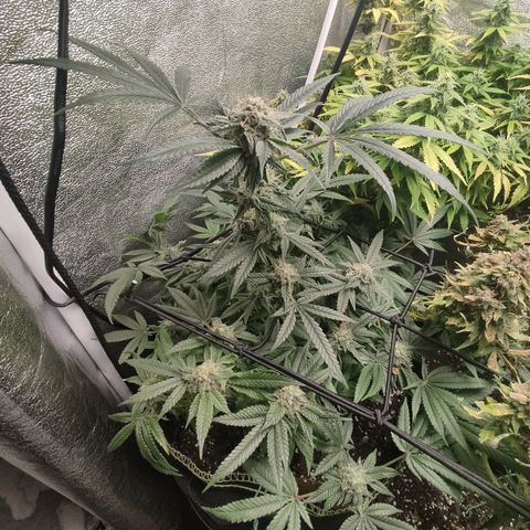 Lemon Cherry Gelato #2 growlog timeline photo