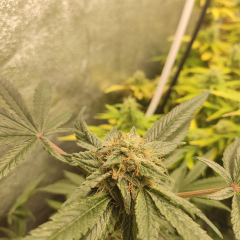 Lemon Cherry Gelato #2 growlog timeline photo