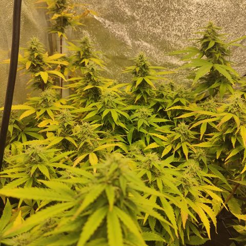 LSD Auto growlog timeline photo