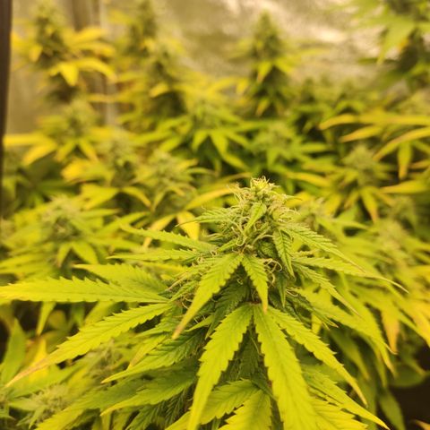 LSD Auto growlog timeline photo