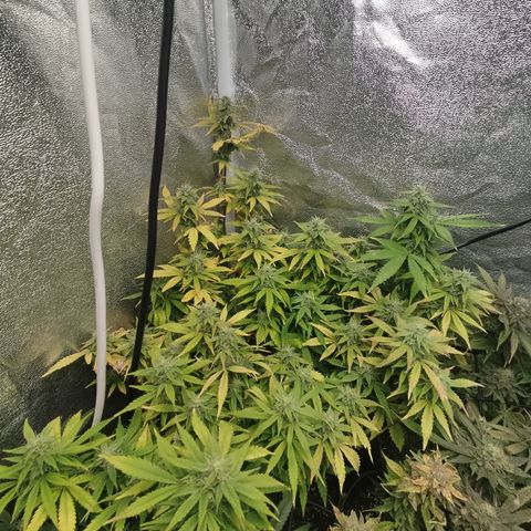 LSD Auto growlog timeline photo