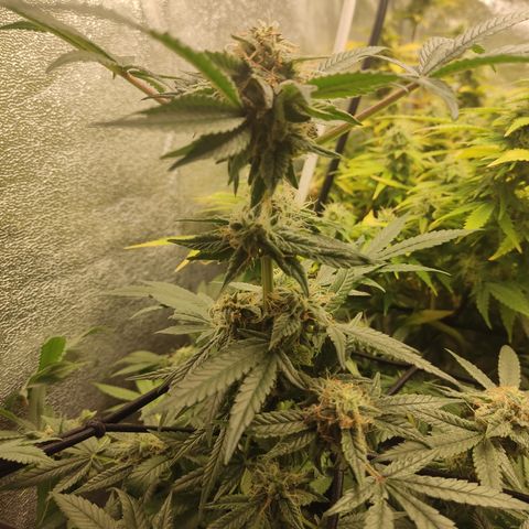 Lemon Cherry Gelato #2 growlog timeline photo