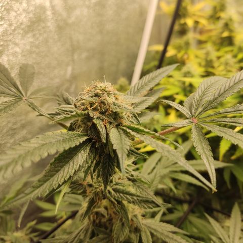 Lemon Cherry Gelato #2 growlog timeline photo