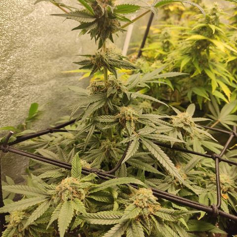 Lemon Cherry Gelato #2 growlog timeline photo