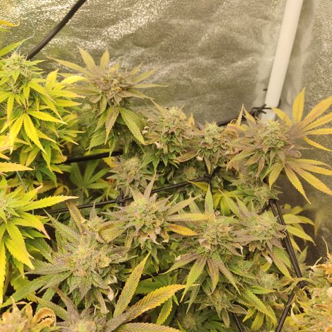 Lemon Cherry Gelato #1 growlog timeline photo