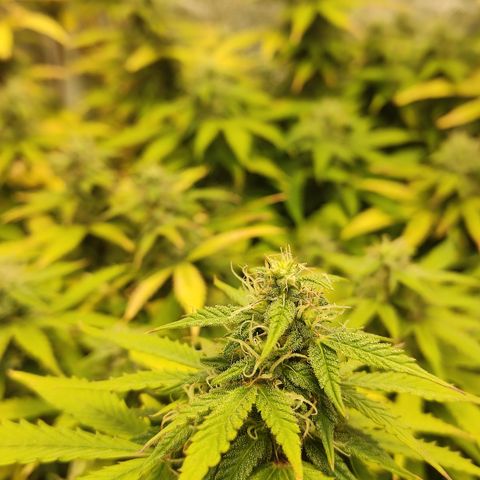 LSD Auto growlog timeline photo