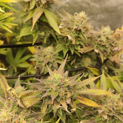 Lemon Cherry Gelato #1 growlog timeline photo