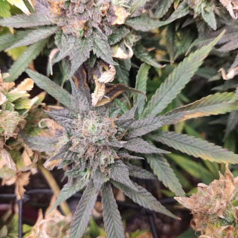 Lemon Cherry Gelato #1 growlog timeline photo