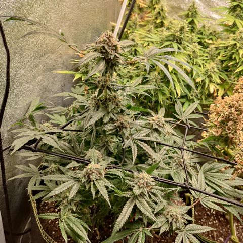 Lemon Cherry Gelato #2 growlog timeline photo