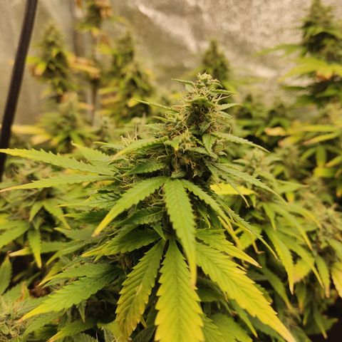 LSD Auto growlog timeline photo
