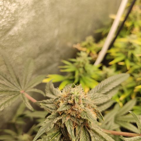 Lemon Cherry Gelato #2 growlog timeline photo