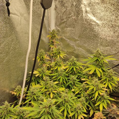 LSD Auto growlog timeline photo