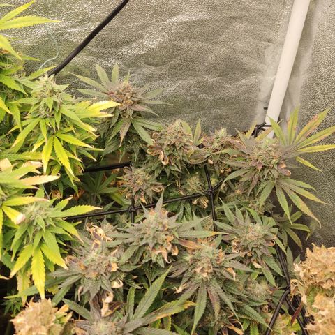Lemon Cherry Gelato #1 growlog timeline photo