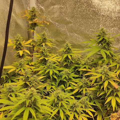 LSD Auto growlog timeline photo
