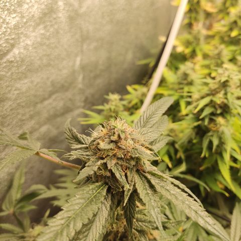 Lemon Cherry Gelato #2 growlog timeline photo