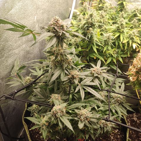Lemon Cherry Gelato #2 growlog timeline photo