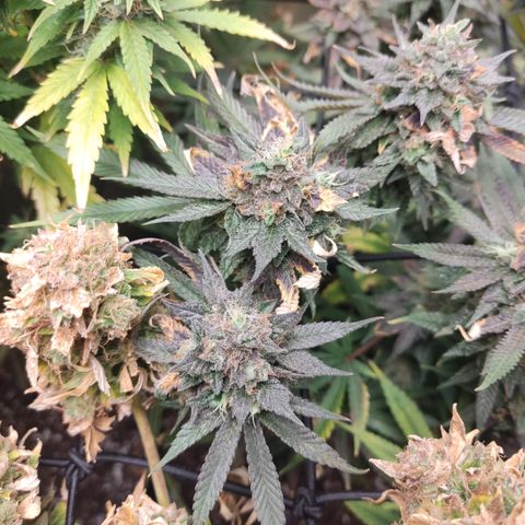 Lemon Cherry Gelato #1 growlog timeline photo