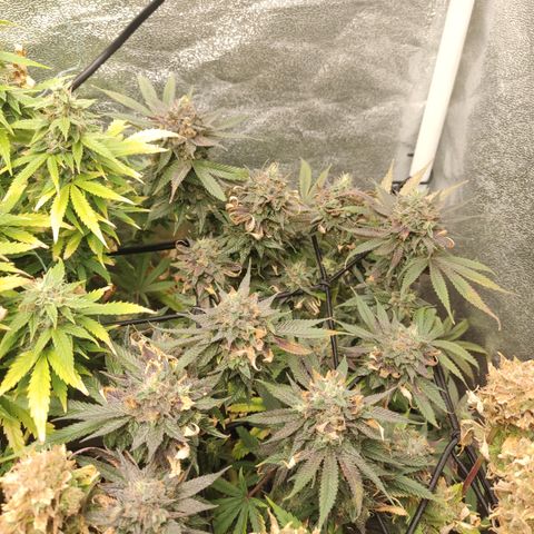 Lemon Cherry Gelato #1 growlog timeline photo