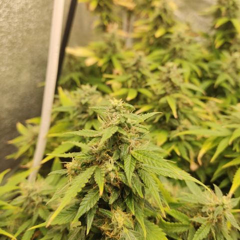 LSD Auto growlog timeline photo