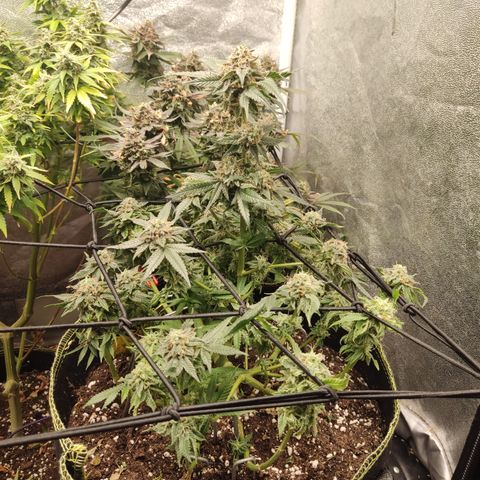 Lemon Cherry Gelato #2 growlog timeline photo