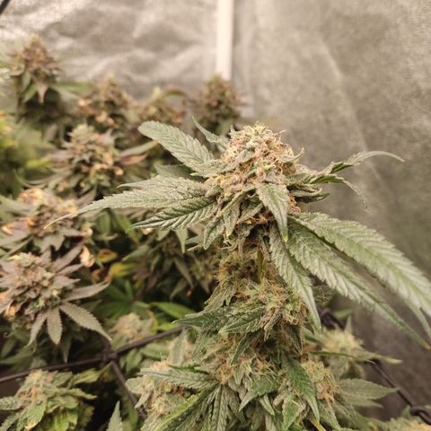 Lemon Cherry Gelato #2 growlog timeline photo