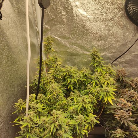 LSD Auto growlog timeline photo