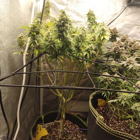 LSD Auto growlog timeline photo