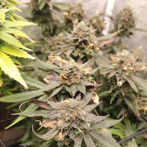 Lemon Cherry Gelato #1 growlog timeline photo