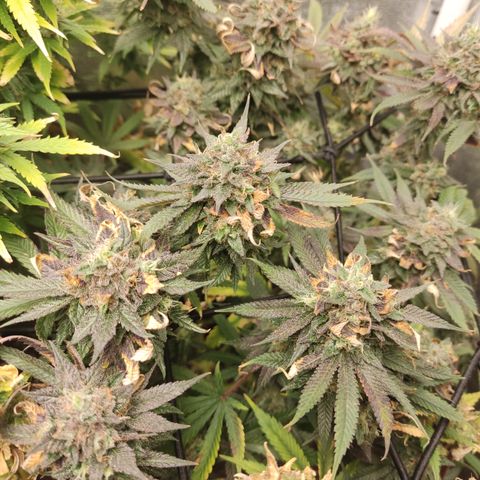 Lemon Cherry Gelato #1 growlog timeline photo