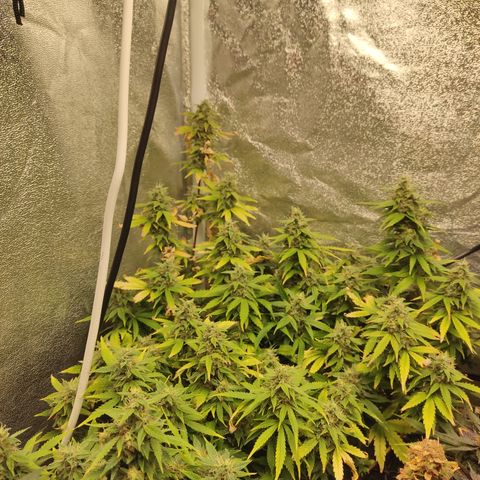 LSD Auto growlog timeline photo