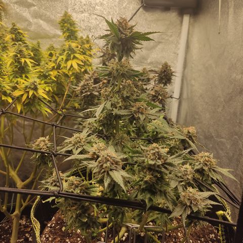 Lemon Cherry Gelato #2 growlog timeline photo