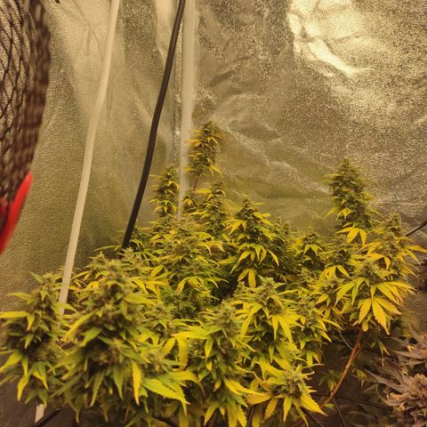 LSD Auto growlog timeline photo