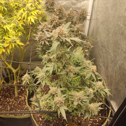 Lemon Cherry Gelato #2 growlog timeline photo