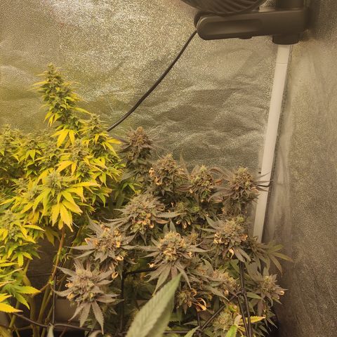 Lemon Cherry Gelato #1 growlog timeline photo