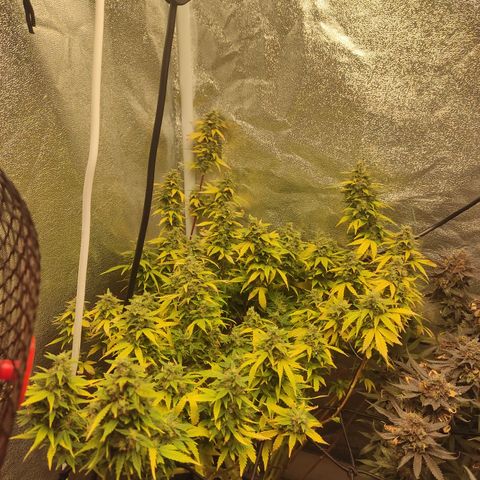 LSD Auto growlog timeline photo