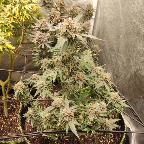 Lemon Cherry Gelato #2 growlog timeline photo