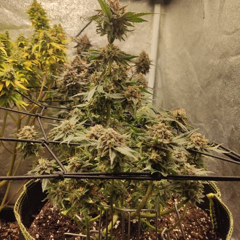 Lemon Cherry Gelato #2 growlog timeline photo