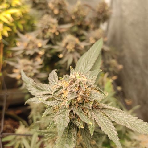 Lemon Cherry Gelato #2 growlog timeline photo