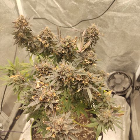 Lemon Cherry Gelato #1 growlog timeline photo