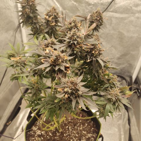 Lemon Cherry Gelato #1 growlog timeline photo