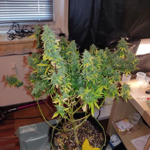 LSD Auto growlog timeline photo
