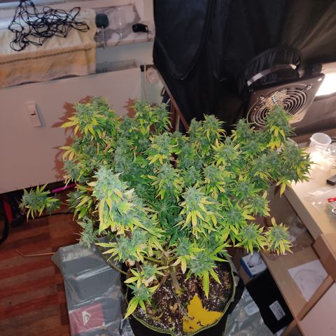 LSD Auto growlog timeline photo