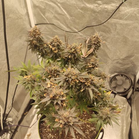Lemon Cherry Gelato #1 growlog timeline photo