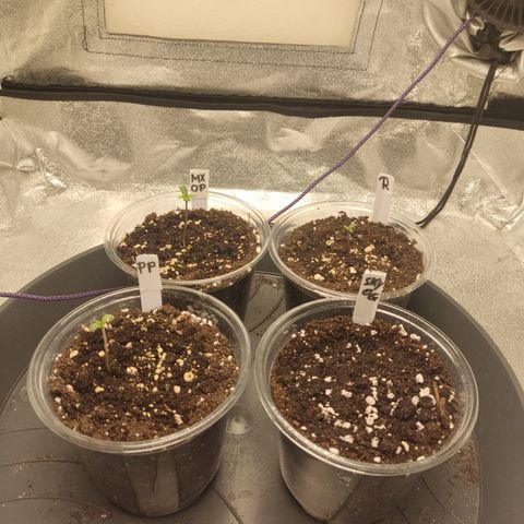 Mimosa x Orange punch auto  growlog timeline photo