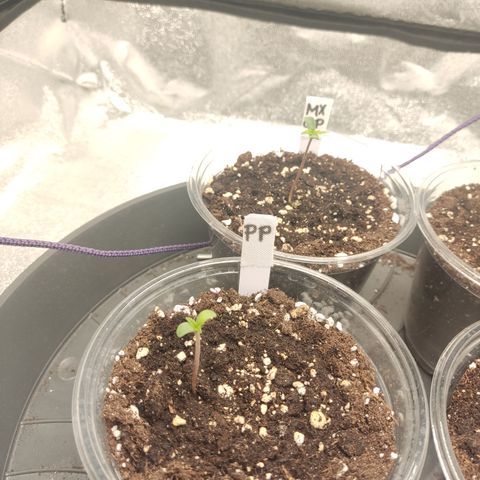 Purple Punch auto  growlog timeline photo