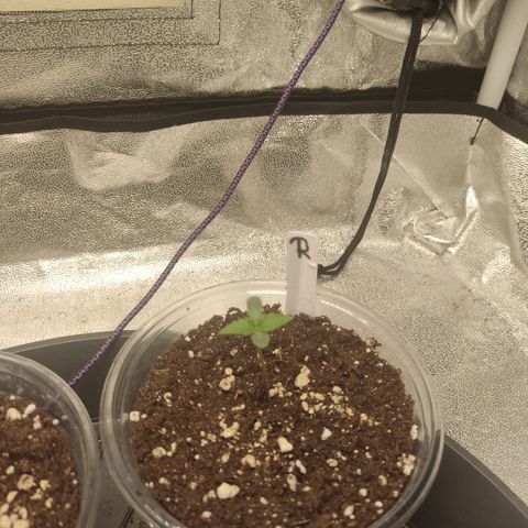 Runtz Auto growlog timeline photo
